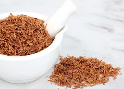 Koci pazur (Czepota puszysta)