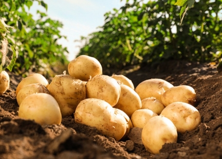 Cała prawda o ziemniaku