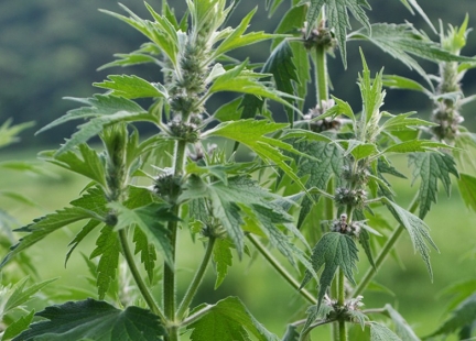 Serdecznik pospolity – roślina o nieprzypadkowej nazwie