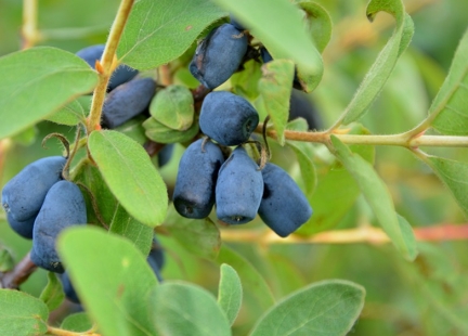 Jagoda kamczacka – owoc wiecznej młodości