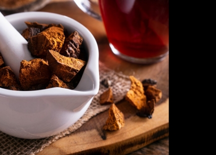 Chaga – czarny diament lasu