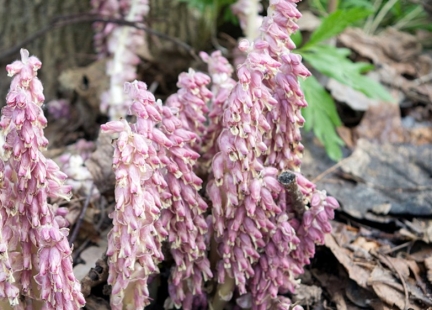 Rośliny pasożytnicze w ziołolecznictwie – łuskiewnik