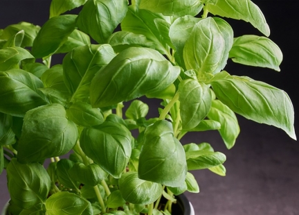 Bazylia – zioło wszechstronne