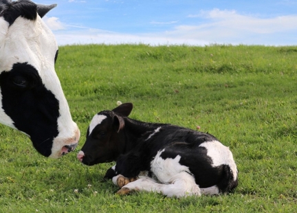 Co nam daje kolostrum