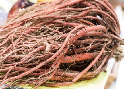 Cudowny korzeń czerwonej szałwii