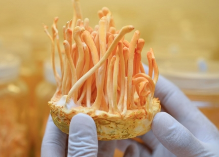 Moc grzybów, czyli Kordycium® – NeuroForce