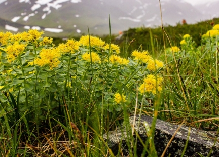 Różeniec górski – zioło o szerokim działaniu zdrowotnym