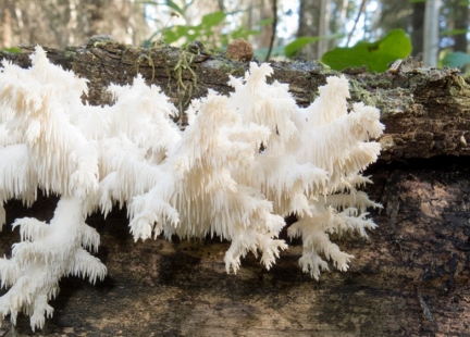  Soplówka jeżowata – ulubiony grzyb Azjatów