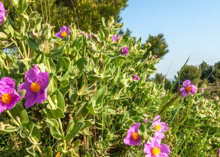 „SKALNA RÓŻA“, CZYLI OLEJEK ETERYCZNY Z CZYSTKA