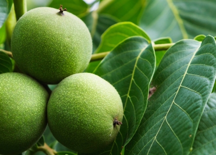 Proste odpowiedzi na trudne pytania (cz. II)