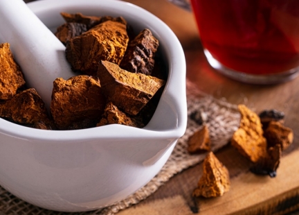 Chaga syberyjska – grzyb nieśmiertelności