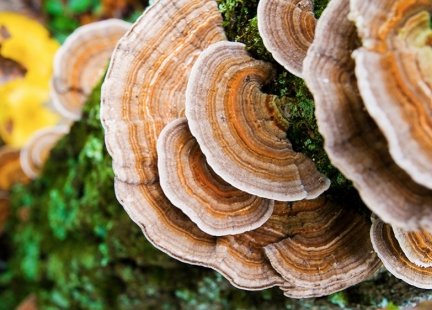  Grzyb Turkey tail – najpotężniejszy wojownik