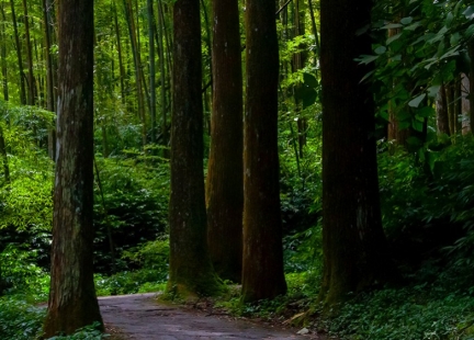 Grzyb kamforowy – król długowieczności