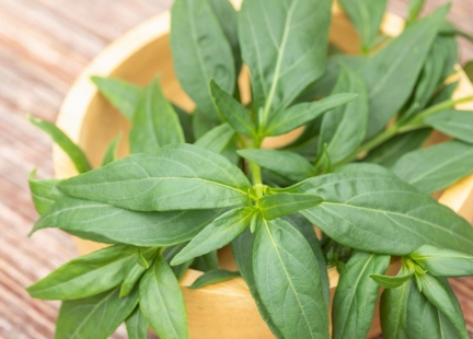 Andrographis paniculata  – brodziuszka wiechowata