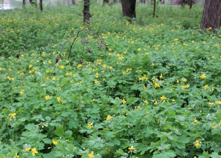 Glistnik jaskółcze ziele – naturalny środek na kurzajki i nie tylko