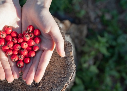 Głóg – nie tylko na uspokojenie