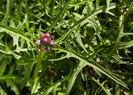 Sylimaryna z ostropestu plamistego – klasyk chroniący wątrobę